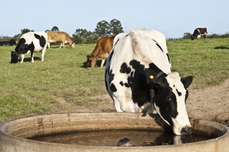 water for livestock